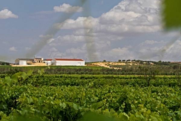 JUMILLA-1