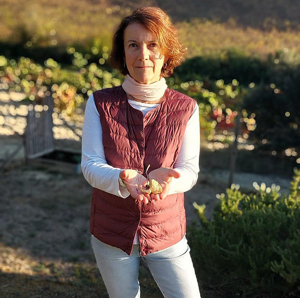 Bodega CVNE