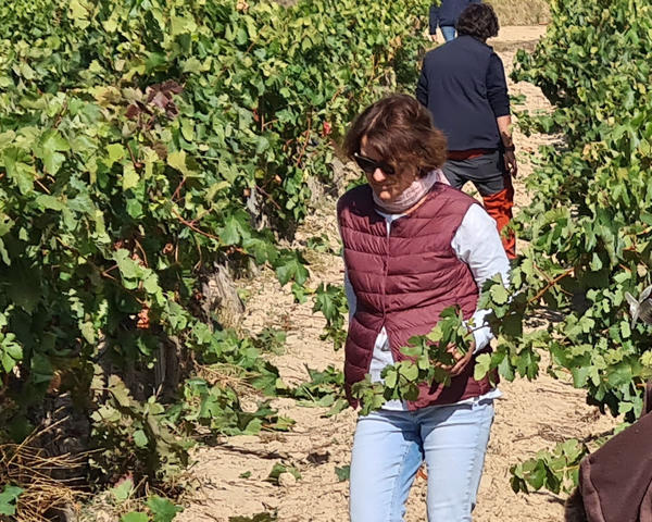 Bodega CVNE