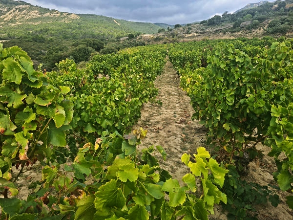 RENQUE VINA