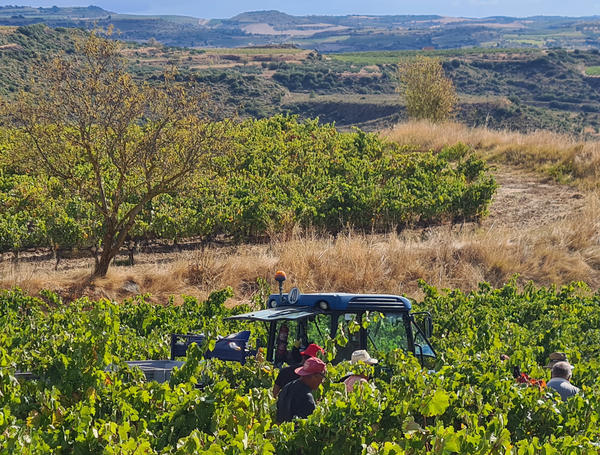 Bodega CVNE