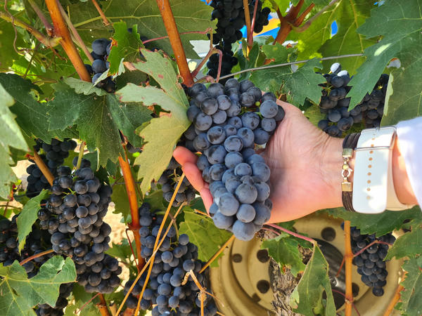 UVAS MANOS