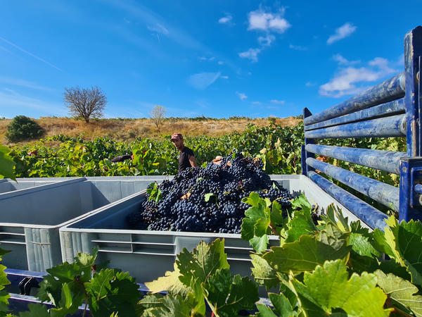 Bodega CVNE