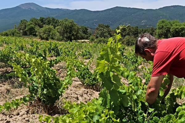 Ricardo Moreno y el vino cooperativo en Gredos