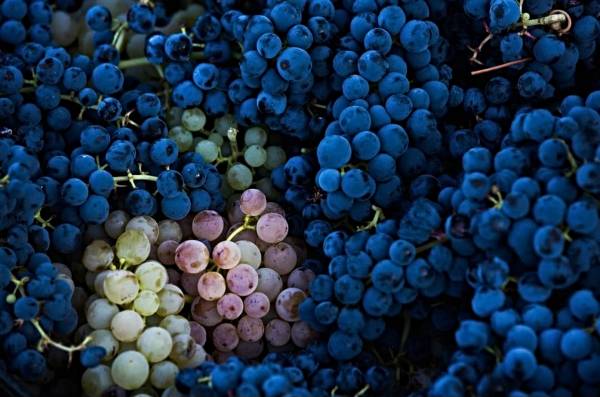 UVAS-KALAMITY