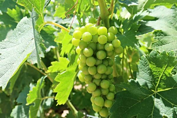 UVAS