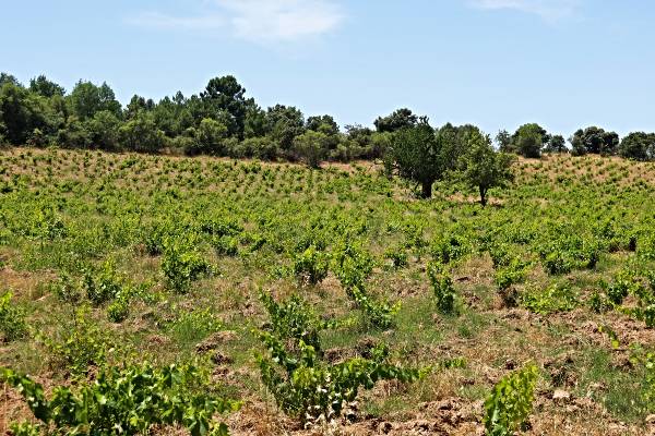 VINA ADQUIRIDA