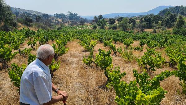 Vina-Gral-Joyuelo