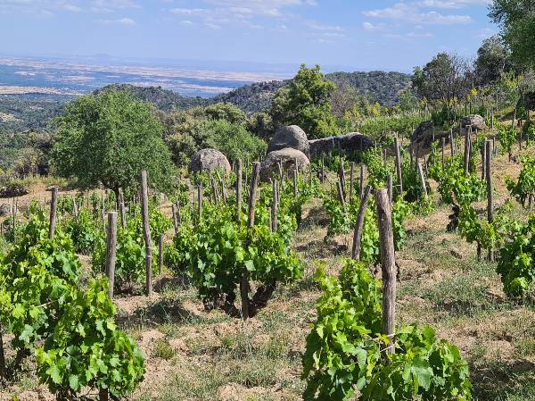 Vinas-Piedras