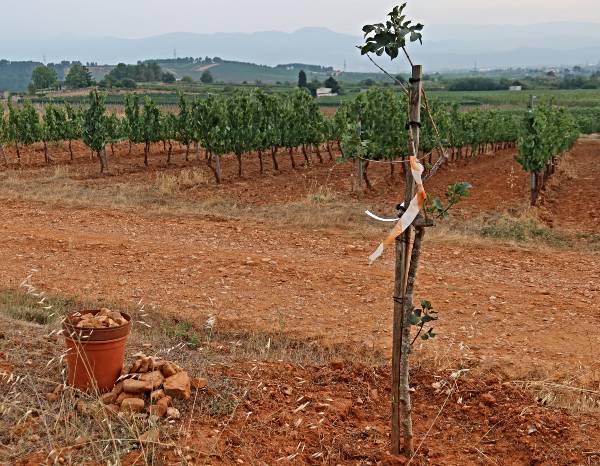 ARBOL PIEDRAS