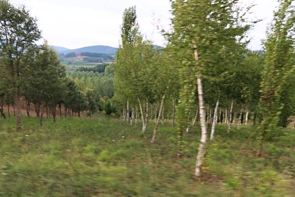 BOSQUE 1