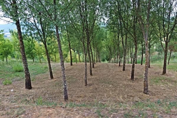 BOSQUE DOS
