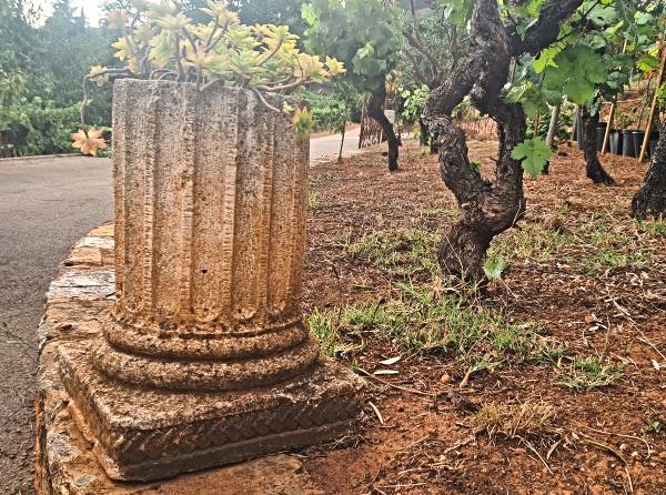 CEPA COLUMNA