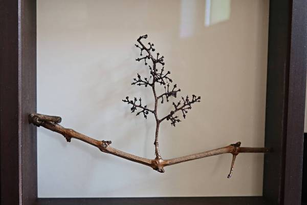 Racimo Arte