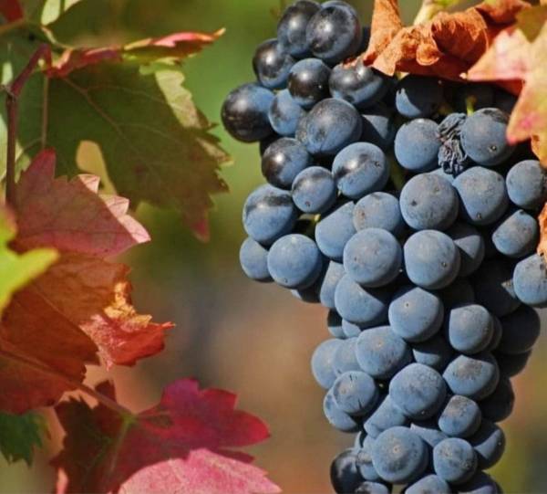 Uvas NEGRAS