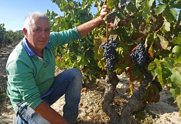 Jefe-Uvas