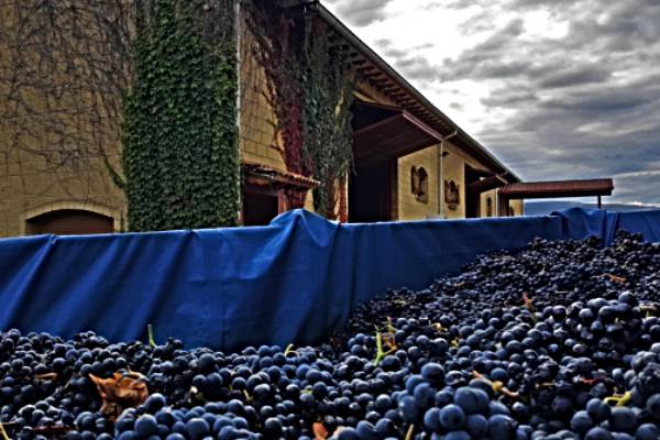 Uvas-Esperan